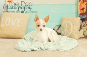 Bohemian-Camper-Set-Love-Peace-Music-Vintage-Beach-Summer-Baby-Kids-Photography-Studio-Culver-City-Dog-Friendly-Portrait-Studio