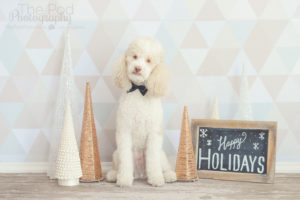 Holiday-Photo-Set-Los-Angeles