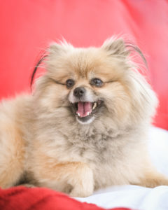 holiday-family-portraits